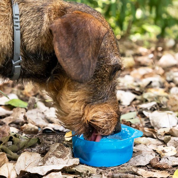 Bouteille avec Distributeur d Eau et d Aliments pour Animaux 2 en 1 Pettap InnovaGoods Hot on Sale